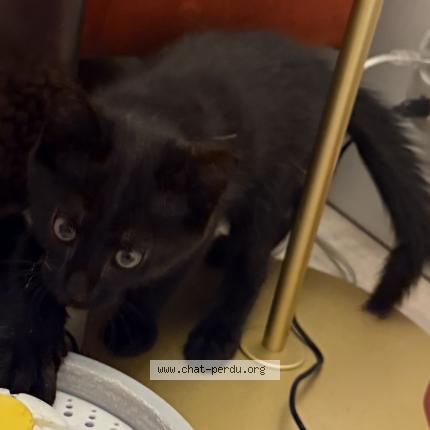 Photo 3/3 May Chat lost in Paris