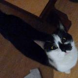 Picture of cat lost at Luneville