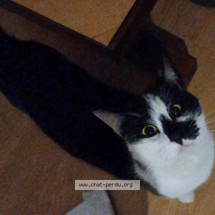 Photo 1/1 Nala Chat lost in Luneville