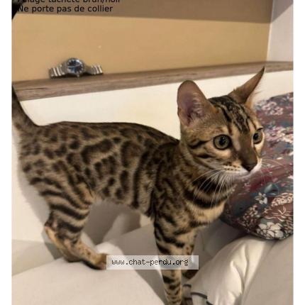 Photo 1/1 Yuna Chat lost in Toulouse