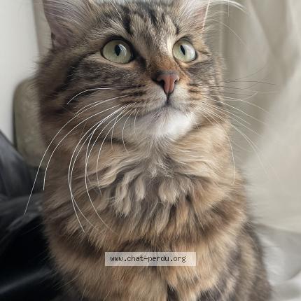 Photo 1/1 Mimi Chat lost in Hyeres