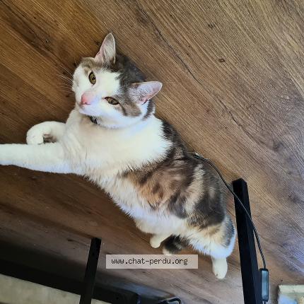 Photo 1/1 Will Chat lost in Fribourg