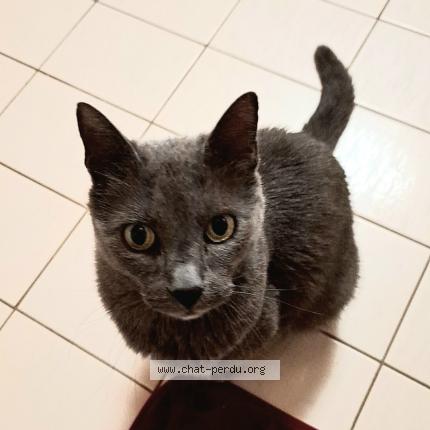 Foto 1/1 Wiedergefundene Katze Verloren in Saviese