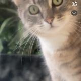 Picture of cat found at Vaulx En Velin