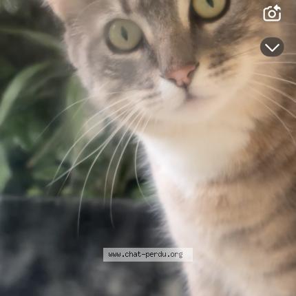 Photo 1/1 Found cat Found in Vaulx en velin