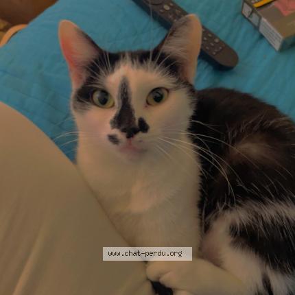 Photo 1/1 Saya Chat lost in Chateauneuf sur charentes