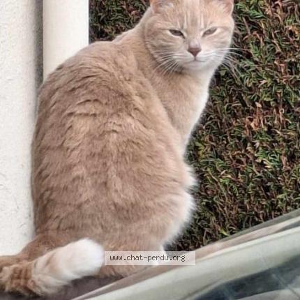 Photo 1/1 Tina Chat lost in Sempigny