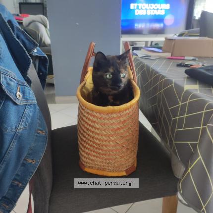 Photo 1/1 Nala Chat lost in Malaunay