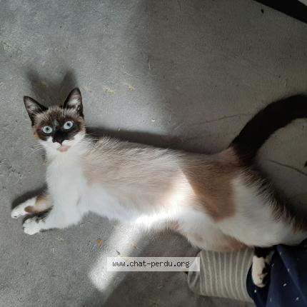 Foto 1/1 Kat teruggevonden Vermist in Chapelle Lez Herlaimont