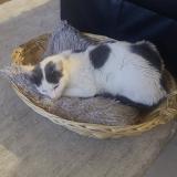 Picture of cat lost at Toulouse