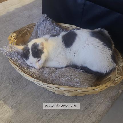 Photo 1/1 Tigris Chat lost in Toulouse