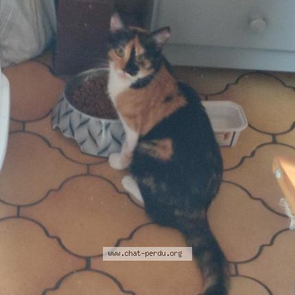 Photo 1/1 Scarlett Chat lost in Vienne la ville