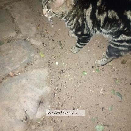 Photo 1/1 Found cat Found in Sandton