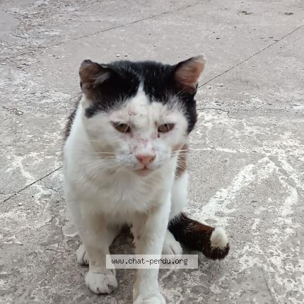 Photo 1/1 Found cat Found in Morgemoulin