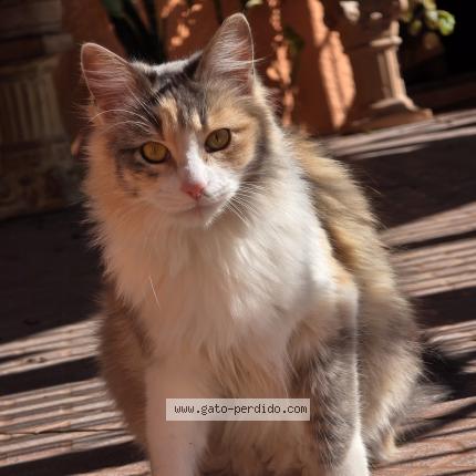 Photo 1/1 ellie Chat lost in Montevideo