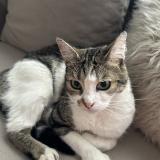 Picture of cat found at Castanet Tolosan