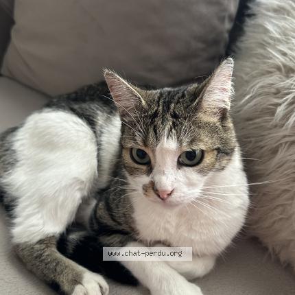 Photo 1/1 Found cat Found in Castanet tolosan