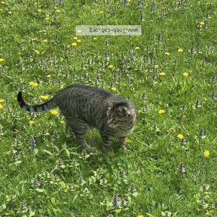 Photo 1/1 Leo Chat lost in Henniker