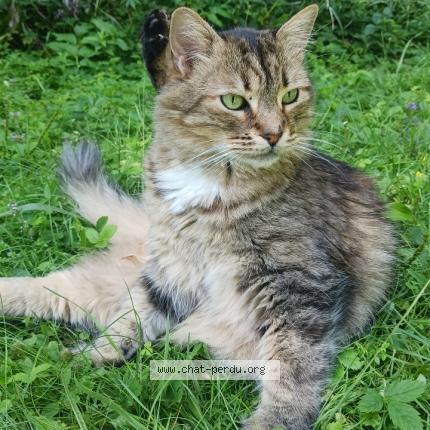 Photo 1/1 Charly Chat lost in Deux montagnes