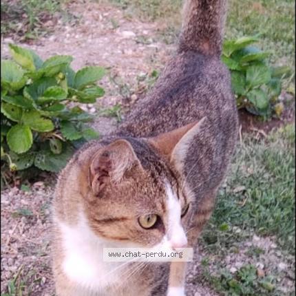 Photo 1/1 Patience Chat lost in Saint parres aux tertres