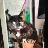 Picture of cat lost at Bourges