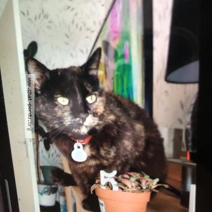 Photo 1/1 Ruby Chat lost in Bourges