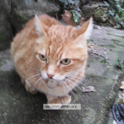 Photo 1/1 Spirou Chat lost in Orleans