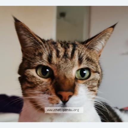 Photo 1/1 Fifi Chat lost in Champigny