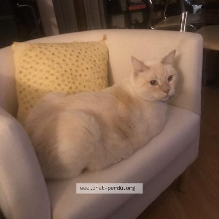 Photo 1/1 Rocket Chat lost in St martin d heres