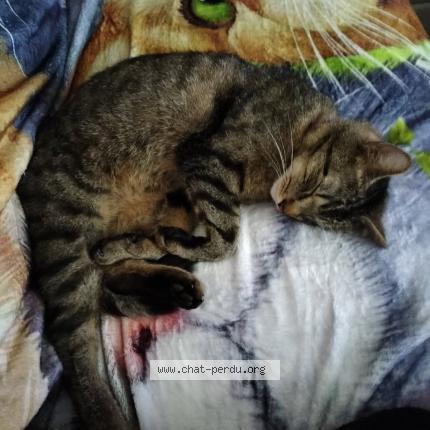 Photo 1/1 ERON Chat lost in Limoges