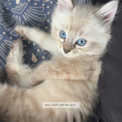 Photo 1/1 Aznavour Chat lost in Migne auxances