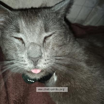 Photo 1/1 Nougat Chat lost in Templeux la fosse