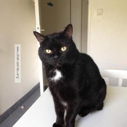 Photo 1/1 India Chat lost in Saint priest