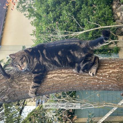 Photo 1/1 TIGROU Chat lost in Etiolles