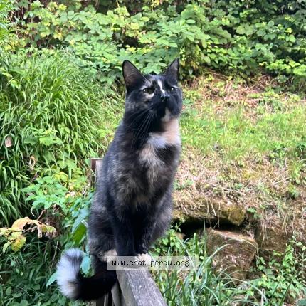 Photo 1/1 Nenette Chat lost in Boissy saint leger