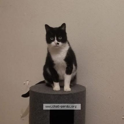 Photo 1/1 Ninja Chat lost in Poitiers