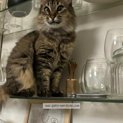 Photo 1/1 LUCIO Chat lost in Hurlingham