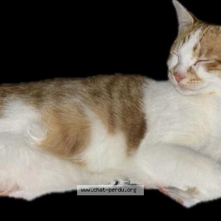 Foto einer verlorenen Katze in La Braye