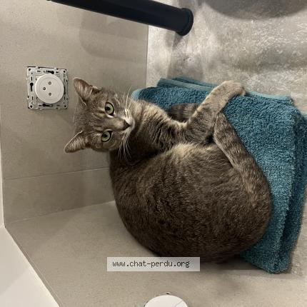 Photo 1/1 Gaïa Chat lost in Noumea