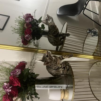 Photo 1/1 Icha Chat lost in Champigny sur marne