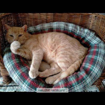 Foto van vermiste kat in Boussu Lez Walcourt