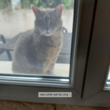 Photo 1/1 ILONA Chat lost in Saint chef