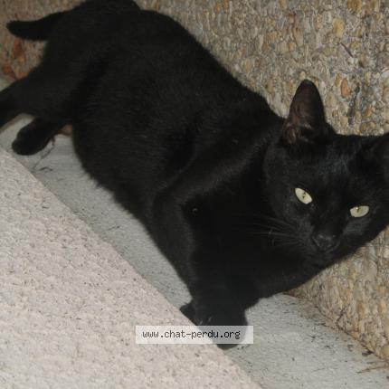 Photo 1/1 Oscar Chat lost in Eloie