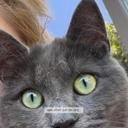 Photo 1/2 Virgule Chat lost in Saint bonnet de mure