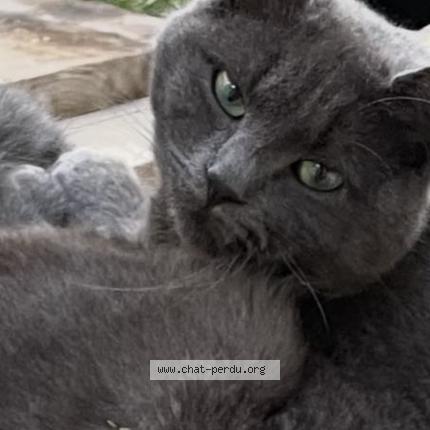 Photo 2/2 Virgule Chat lost in Saint bonnet de mure