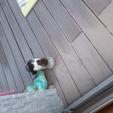 Picture of cat found at Mervent