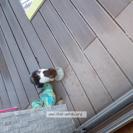 Photo 1/1 Found cat Found in Mervent