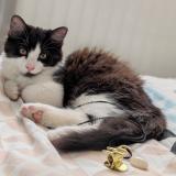 Picture of cat lost at Blavozy