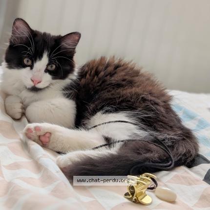 Photo 1/1 Bounty Chat lost in Blavozy