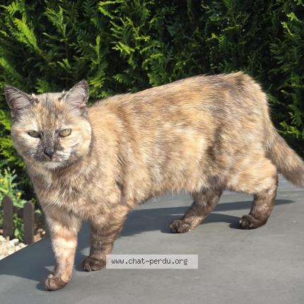 Photo 1/1 Mioumiou Chat lost in Juvigny sur loison